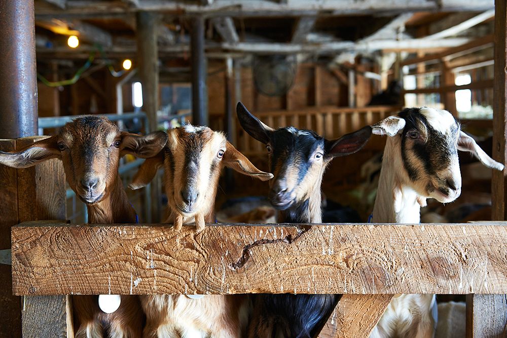 goat-milk-skincare